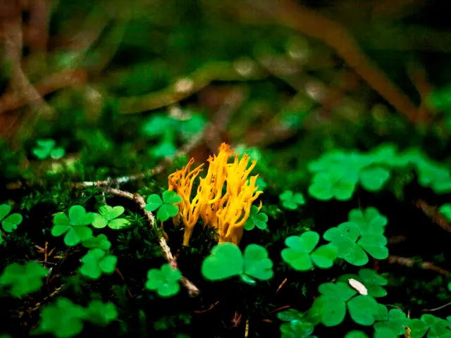 Exploring Soil pH Adjustment Without Harming Vegetation