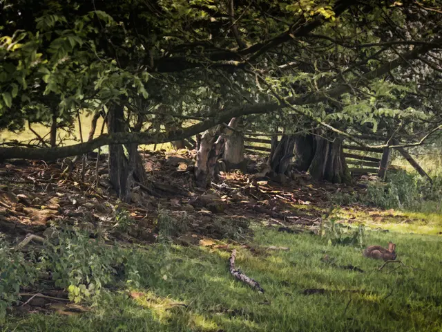 Transforming Your Lawn into a Thriving Organic Garden in 3 Easy Steps