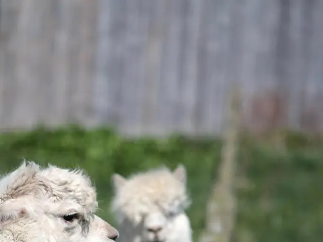 Gathering at the summit of sheep: an event focus