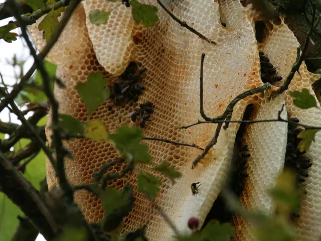 Guide on Assisting Native Bee Populations: Practical Steps to Take for Pollinator Conservation