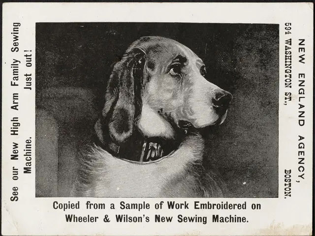 Dog Recovered Alive After Being Misplaced During Texas Floods, Thanks to GPS Collar Technology