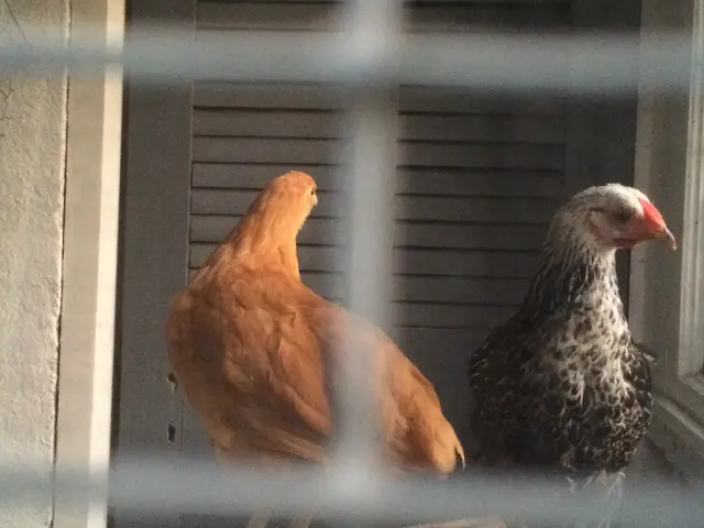 District of Helmstedt: Couple重新