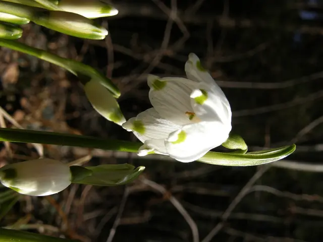Blooms featuring white petals