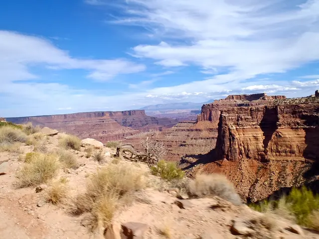 Optimal Shrub Species for Shady Spaces
