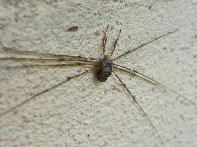 The Cause of Brown Tips on Your Spider Plant and Solutions for Revitalization