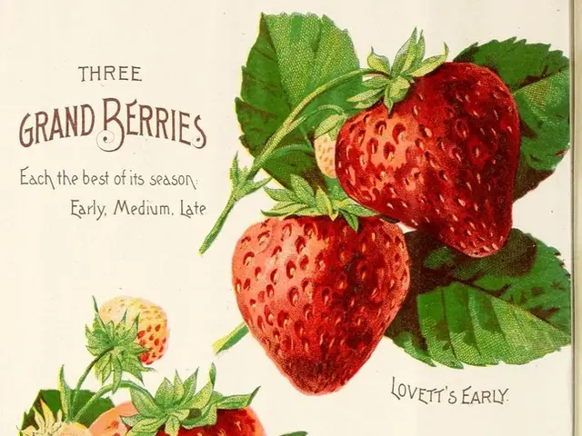 Library Talk in Lahnstein City: e-Book Discussion