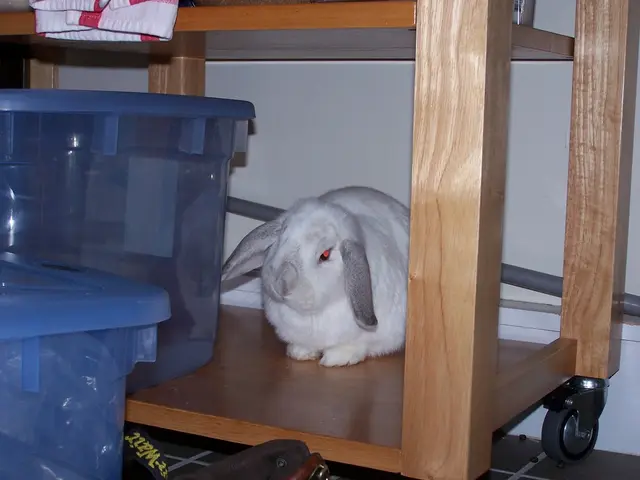 Top-Notch Rabbit Playthings of 2025: Verified by Our Most Dependable Hare Companions