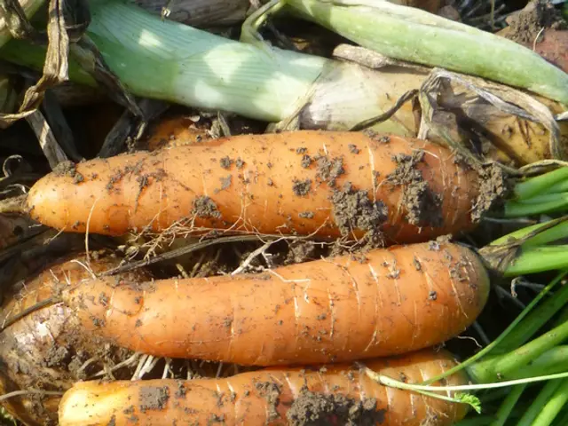 Mastering Carrot Cultivation for Consistent Perfection