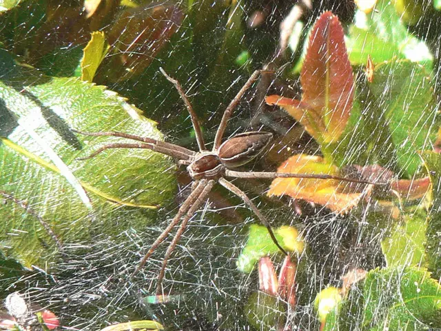 Fall may witness an increase in spider activity due to favorable conditions.