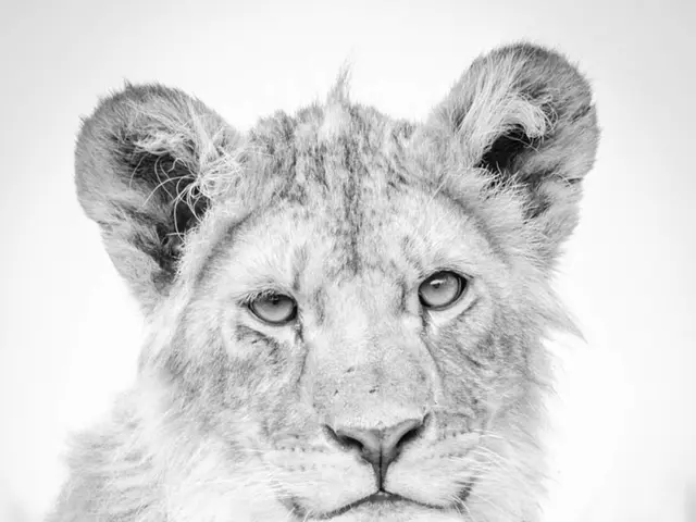 Fifteen snapshots of tigers celebrating their birthdays