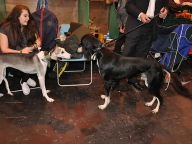 Veterinary Telephone Operator Roles - Enhanced Care, Increased Client Loyalty