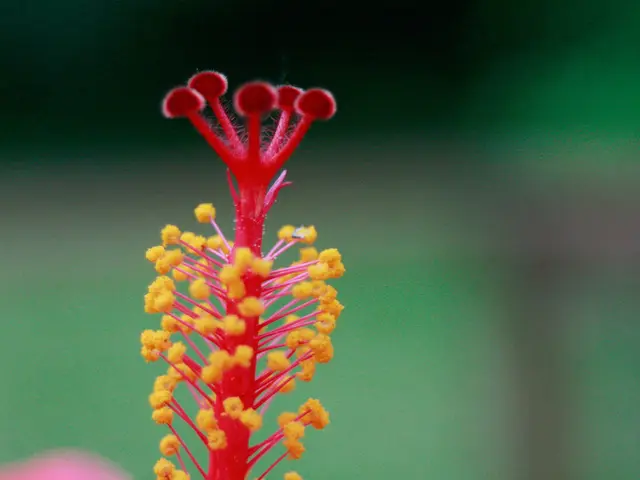 Allergy Sufferers Should Listen Up: Foundation Warentest Offers Crucial Tips on Choosing Eye Drops