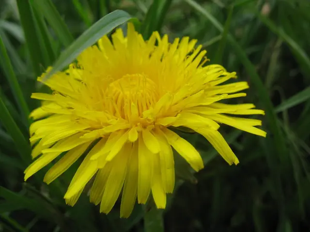 Locating Noodle Grass in Hello Kitty Island Adventure