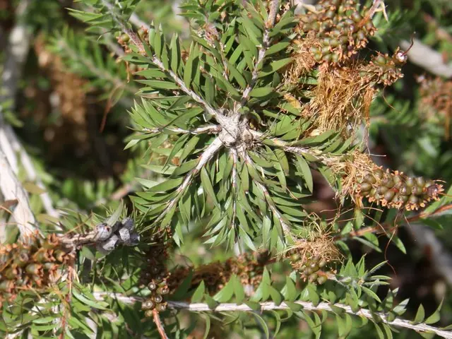 Strategies for Efficient Cross-Pollination in Fruit Orchards