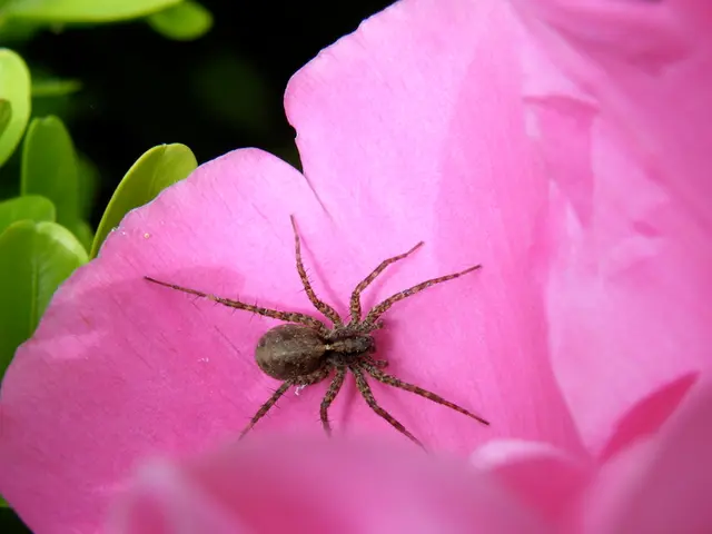 Autumn's Announcer: The Scarlet Spider Lilies - Higanbana
