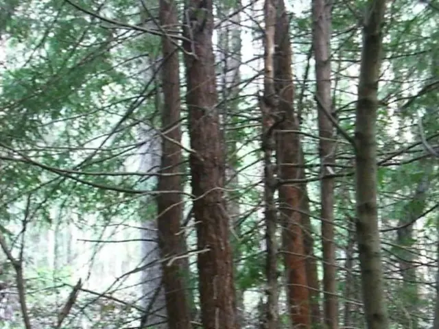 Managing Autumn Leaves: Practical Advice for Dairy Farmers and Garden Enthusiasts