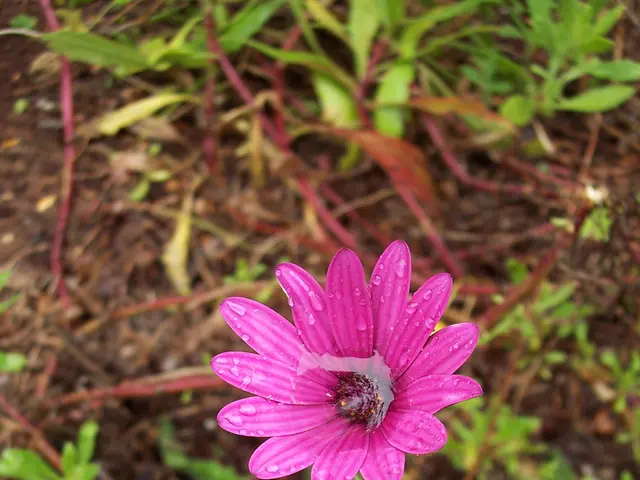 Avoid performing these 5 actions in a fake autumn to prevent lasting harm to your plants: