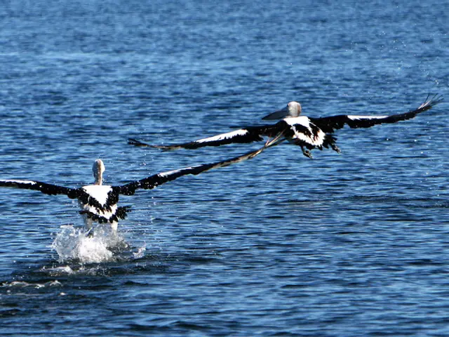 Emu and Ostrich Comparison: Size, Speed, and Habitat