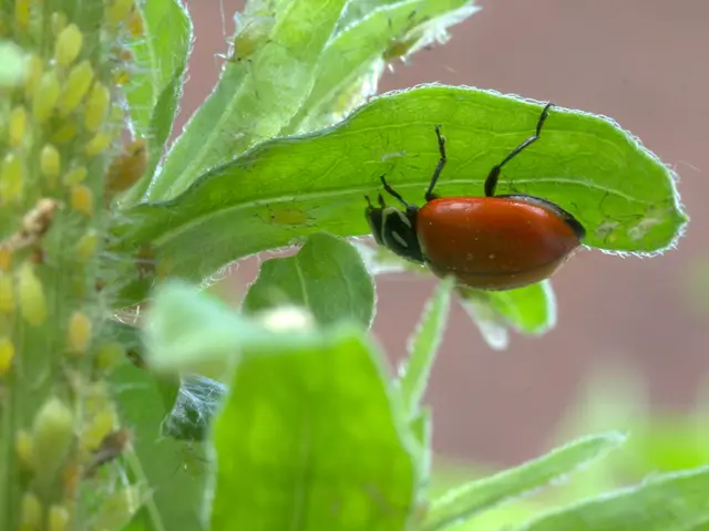 Rare pink grasshopper found by Cape Breton resident, young girl.