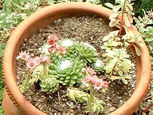 This picture shows plants in the pot and we see few plants on the side.