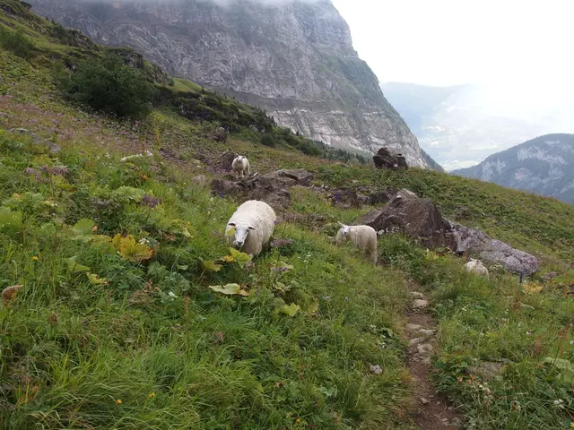 In this picture there are goats in the center and in the background there are mountains. In the...