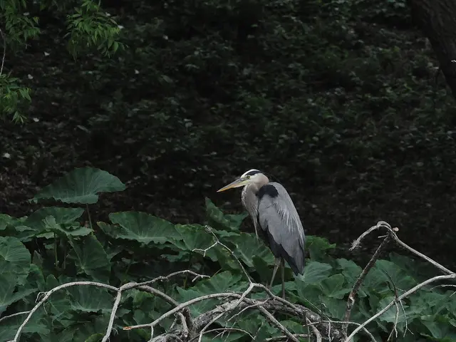 In this image there is a bird on the dry tree, in the background there are leaves and trees.