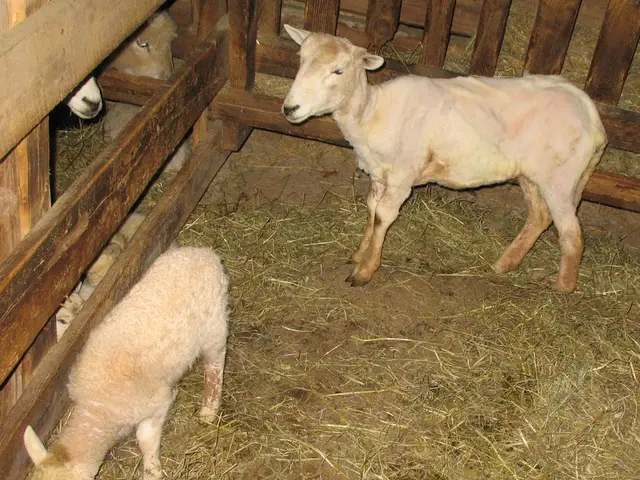 In this image there are two animals visible, on the floor I can see grass, there is a fence beside...