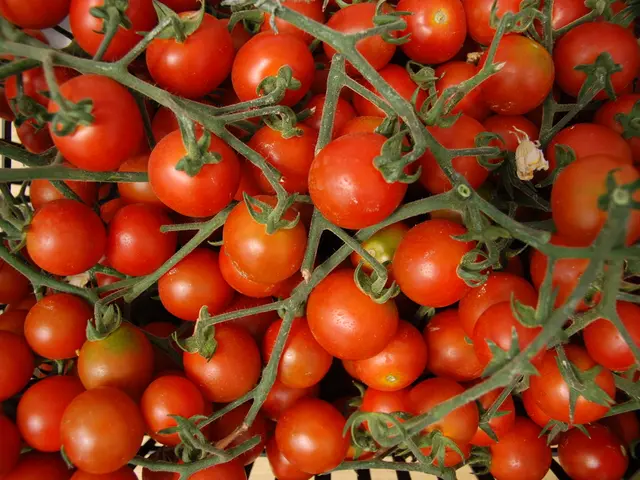 In this image we can see many tomatoes.